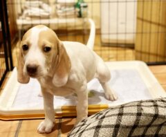 犬のトイレの簡単なしつけ方！コツや失敗する原因と対策も解説！