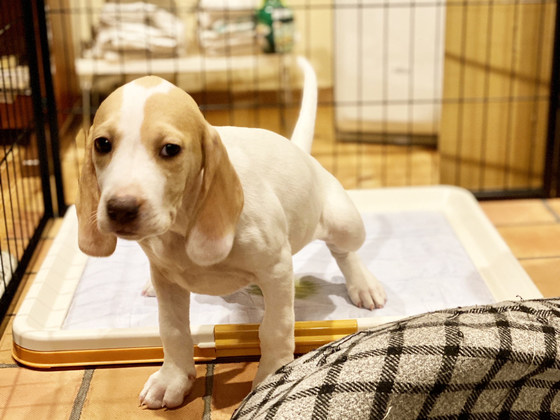 犬のトイレの簡単なしつけ方！コツや失敗する原因と対策も解説！