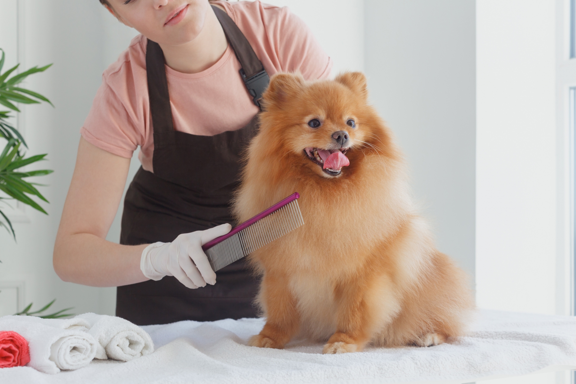 犬のトリミングを自分で行う時の道具