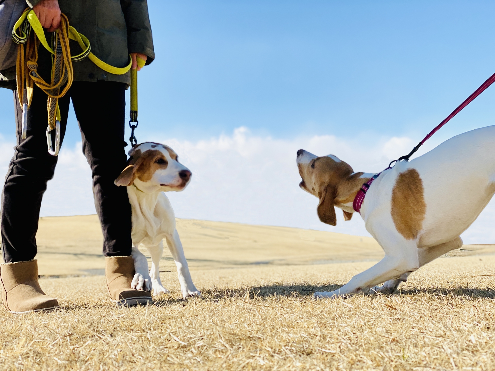 散歩中のしつけ：通行人や他の犬に吠える対策