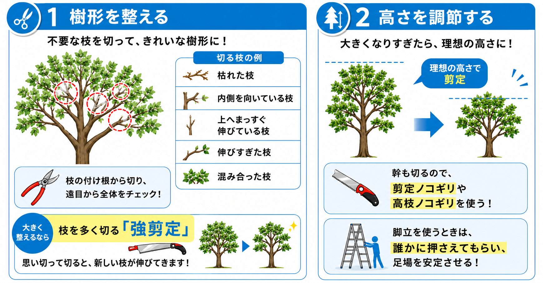 クロガネモチの剪定方法