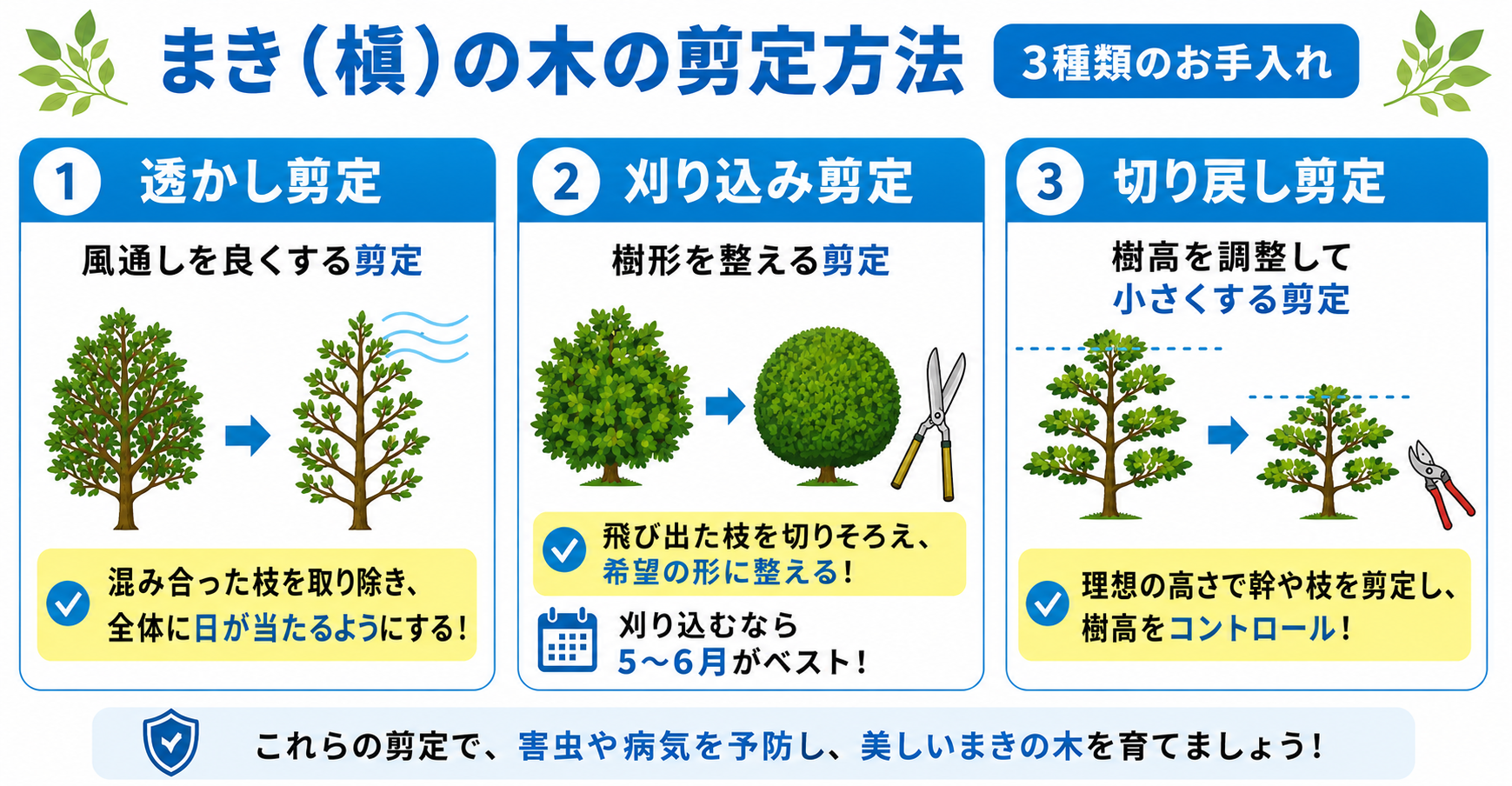 まき(槇)の木の剪定方法