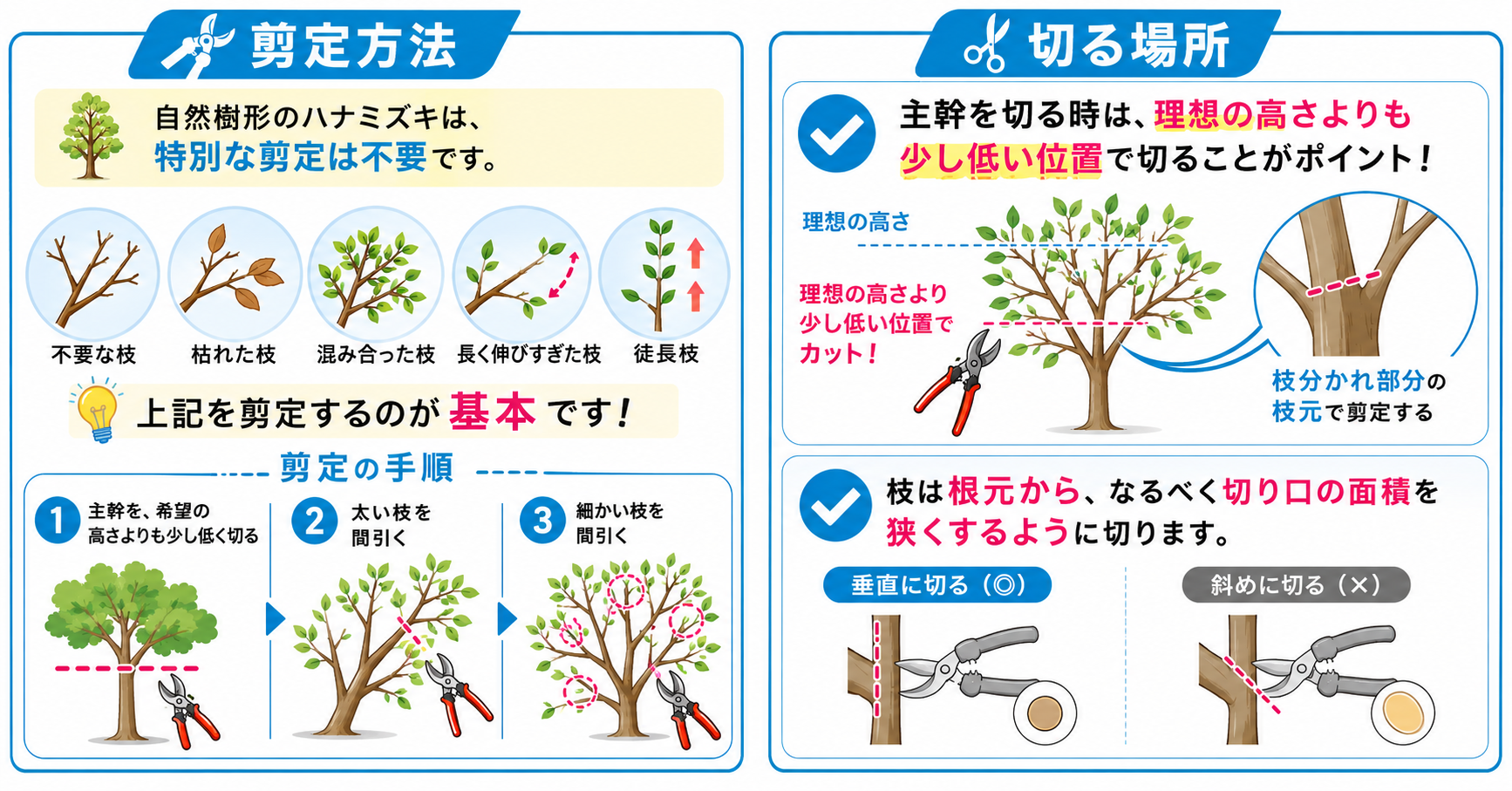 ハナミズキの剪定方法