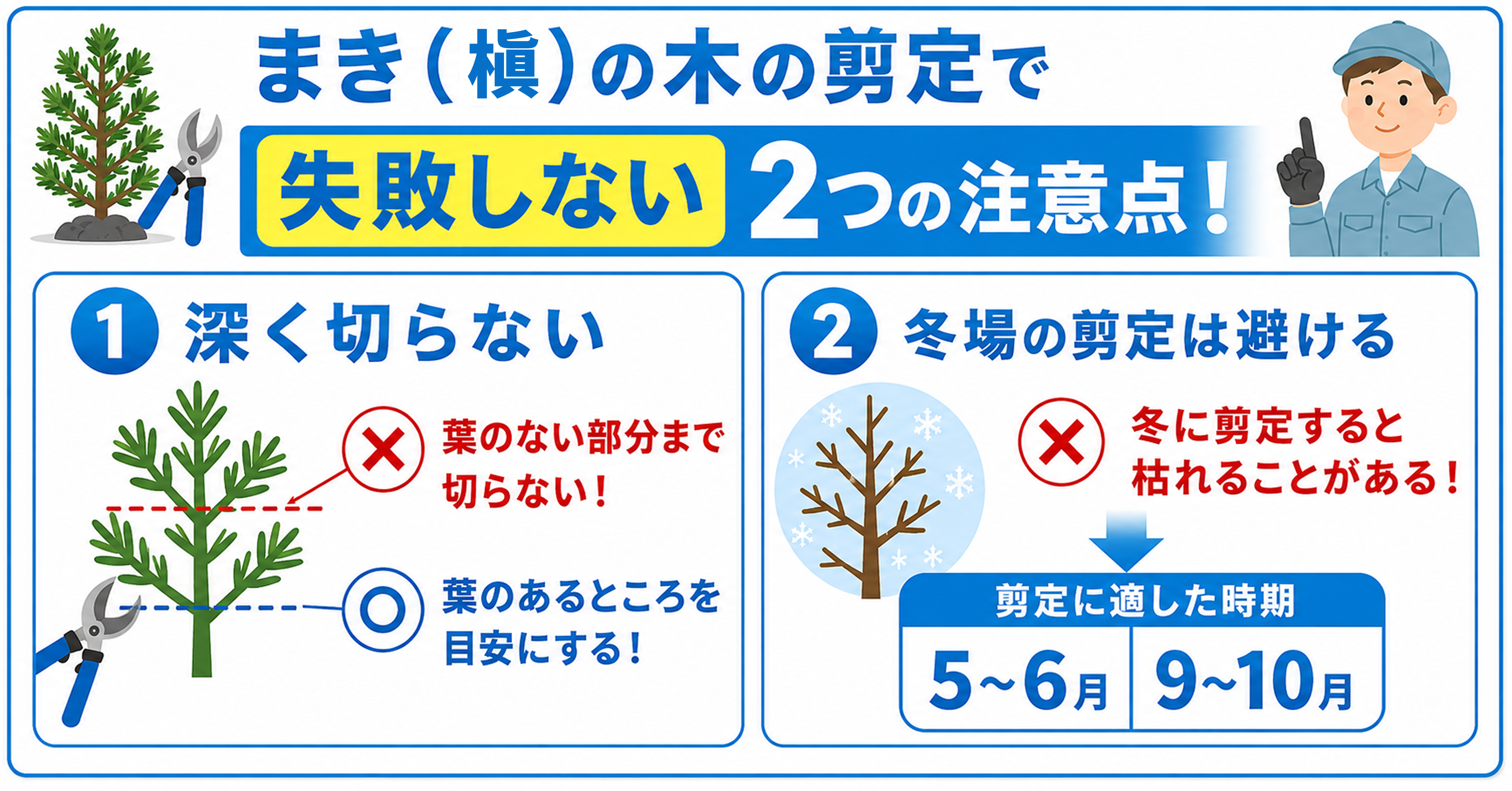 まき(槇)の木を剪定する際の注意点