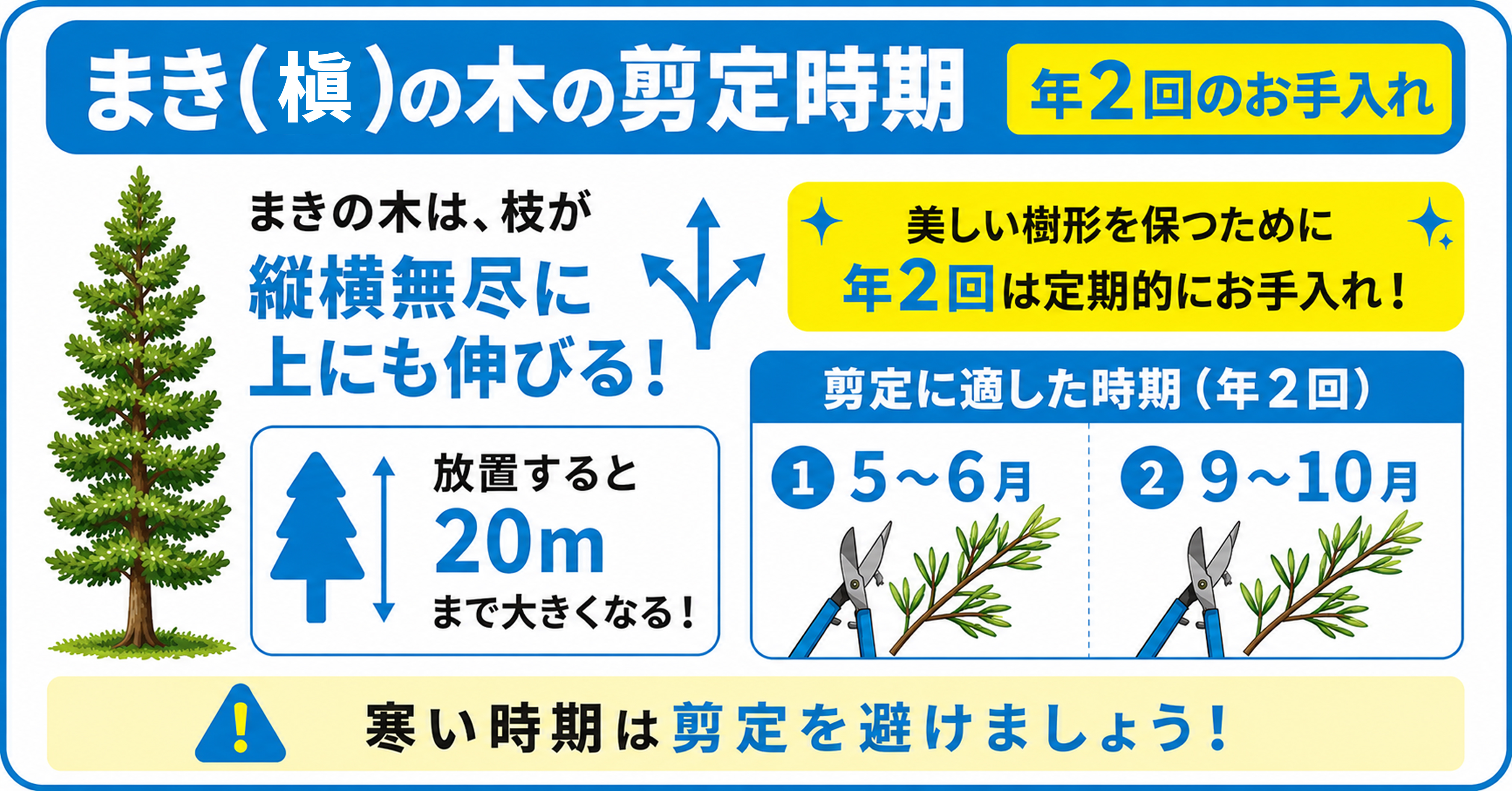 まき(槇)の木の剪定時期