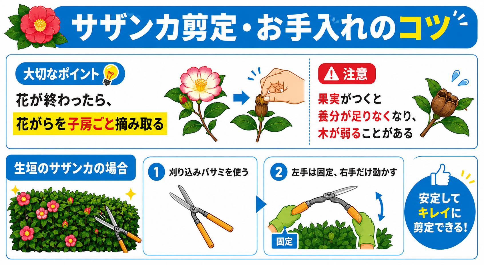 サザンカを剪定・お手入れする際ののコツ