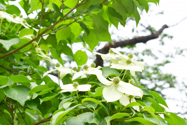 剪定予定のヤマボウシ