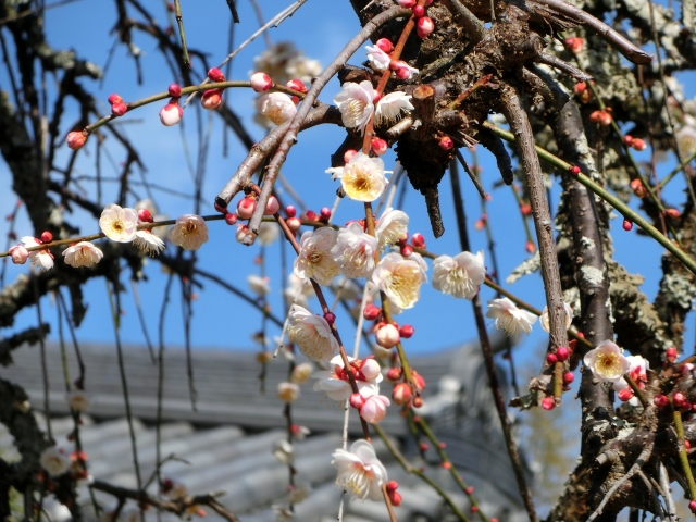 これから剪定する梅の木