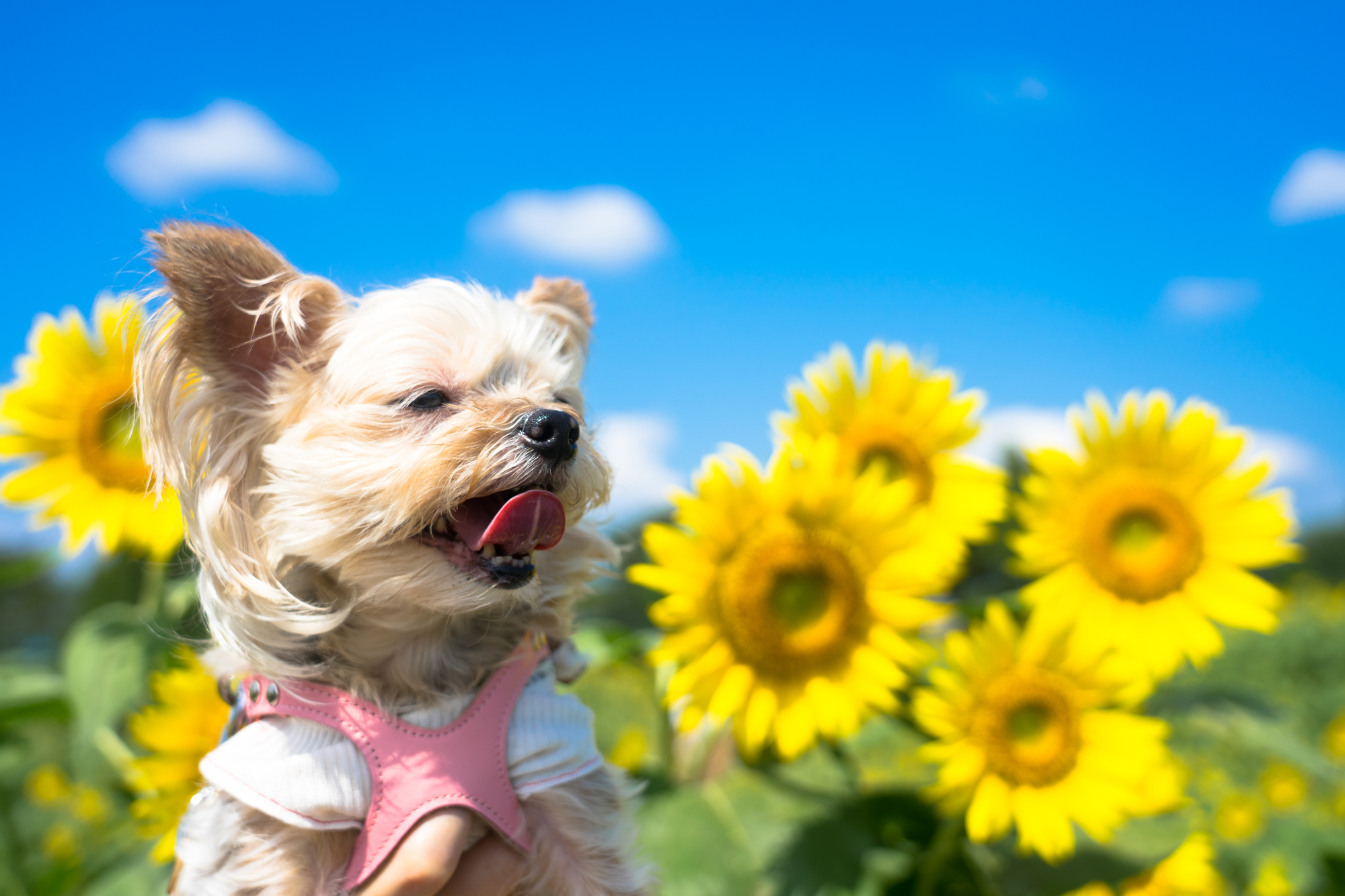 【季節ごと】犬のシャンプーの頻度の違い