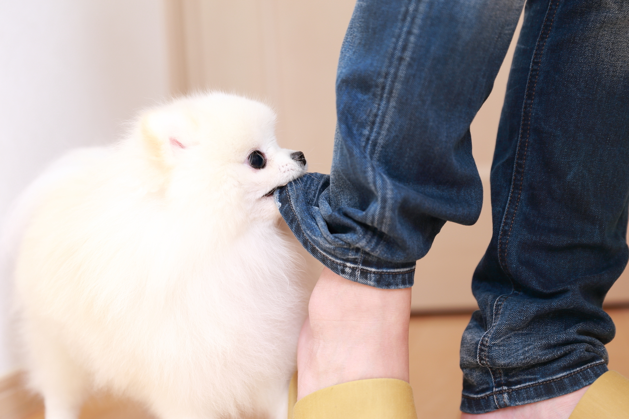 子犬の甘噛みをやめさせる方法