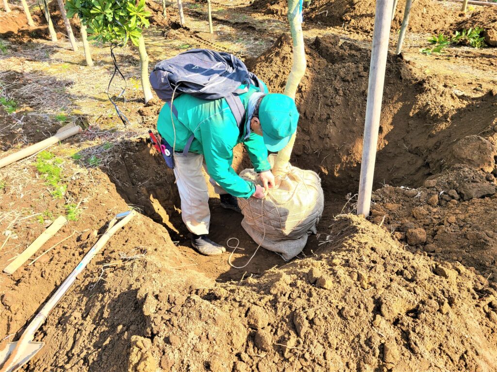 料金相場内で植え替え作業が行われている庭木の画像