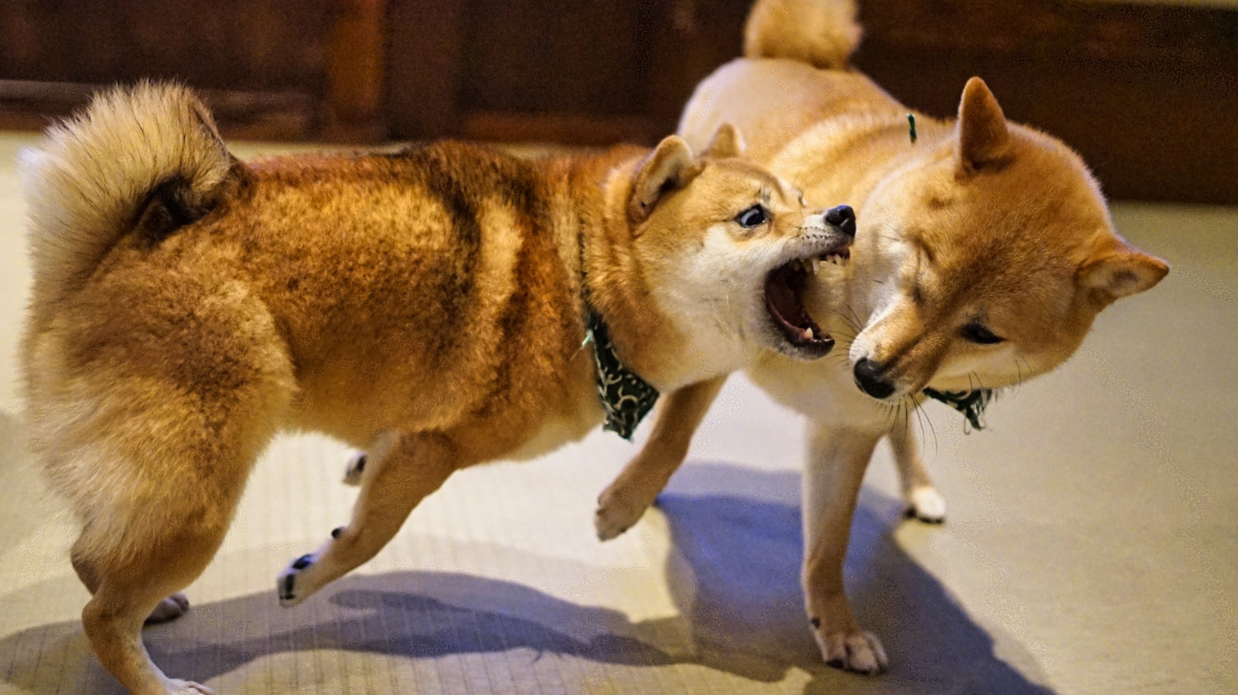 犬が噛む理由を理解することがしつけの第一歩