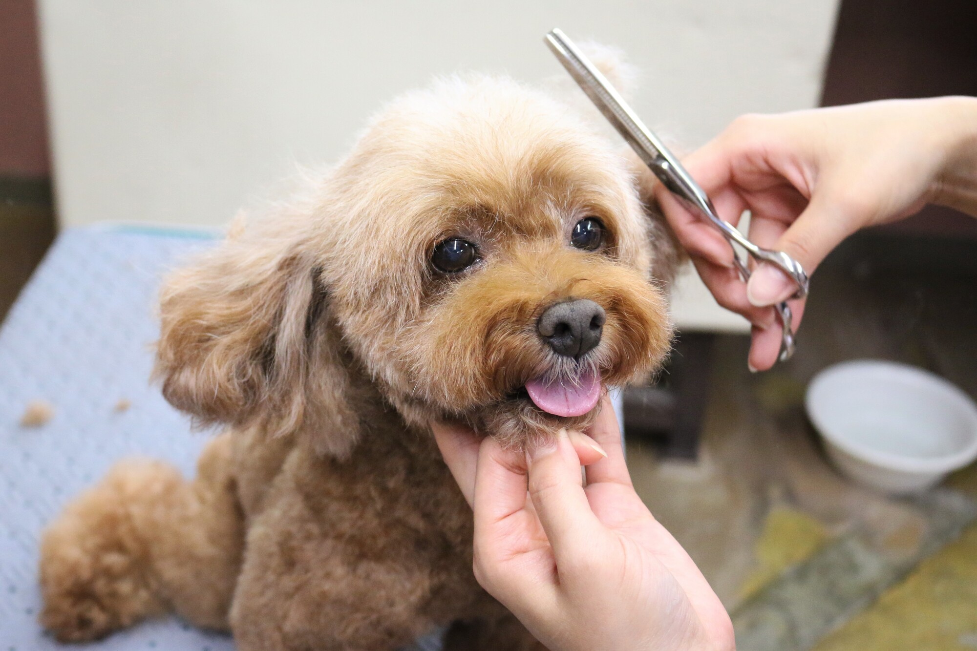 犬のトリミング用ハサミを選ぶポイント