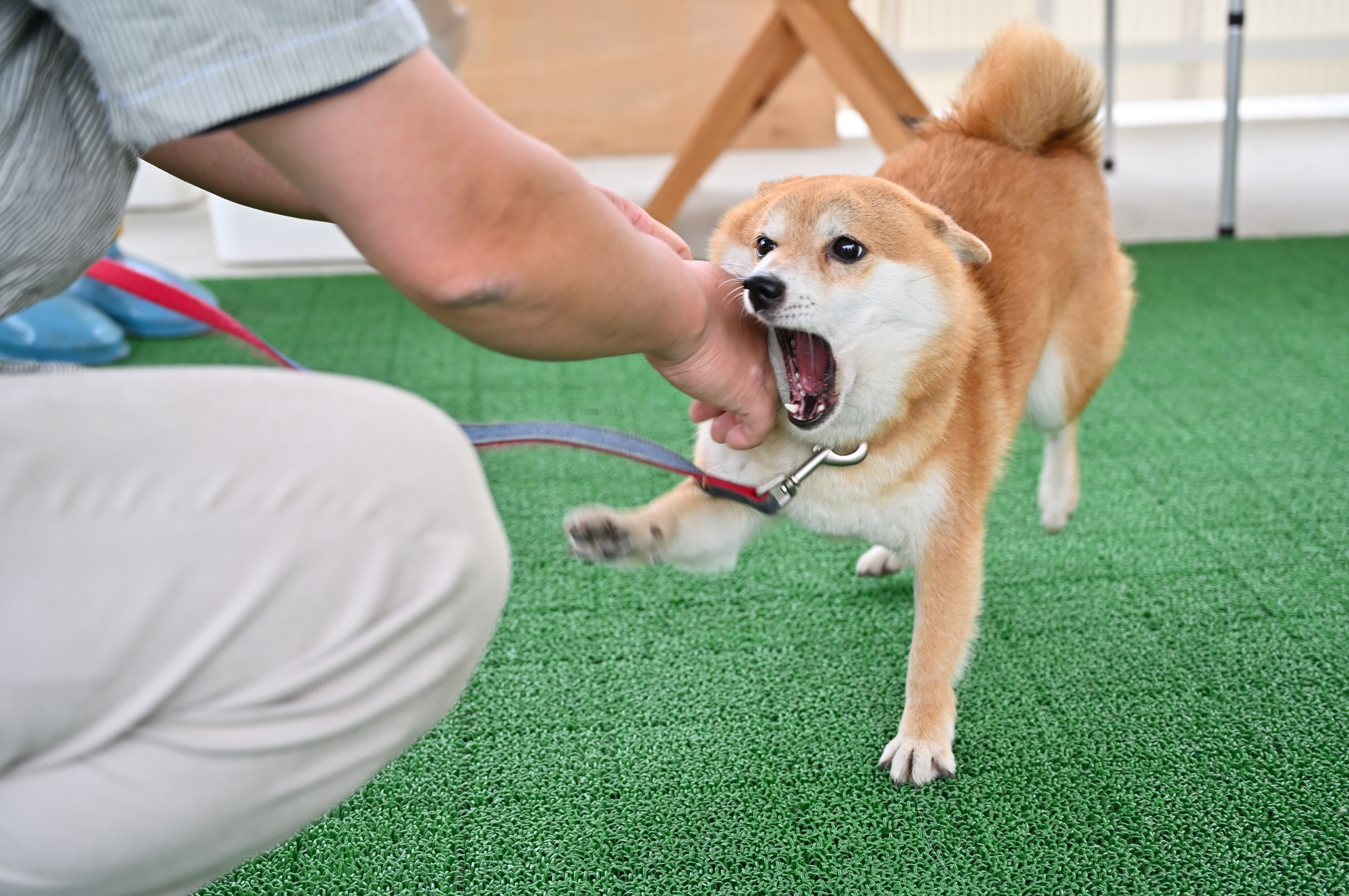 ペットがシッターに危害を加えてしまうトラブル