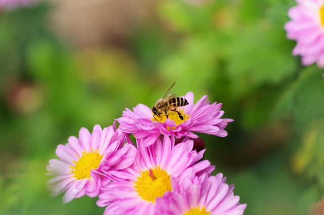 駆除費用を調べている、自宅に花にいるミツバチ