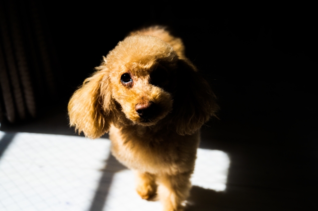 犬のクレートトレーニングの注意点