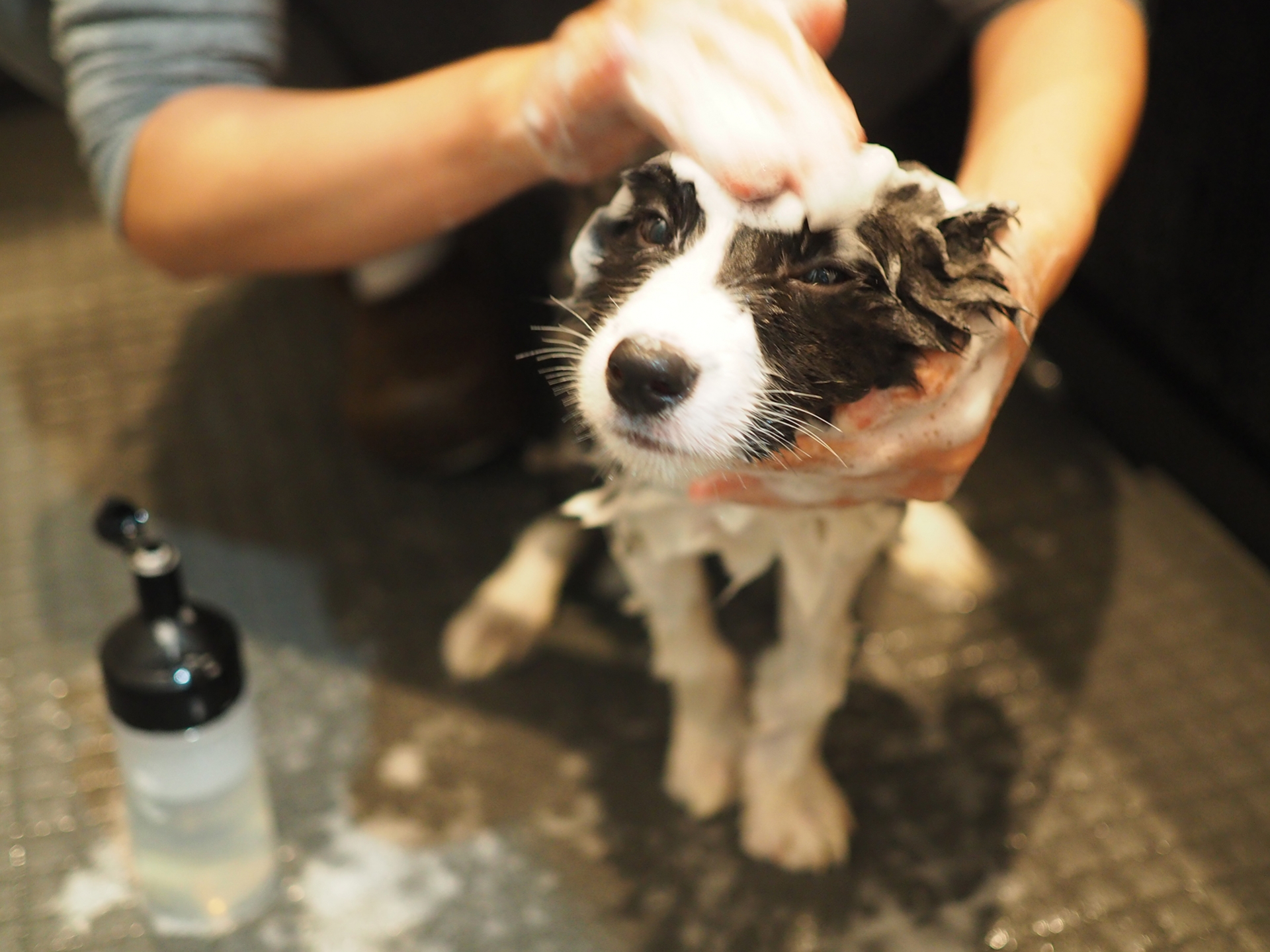 パルアイ犬用シャンプーの効果的な使い方