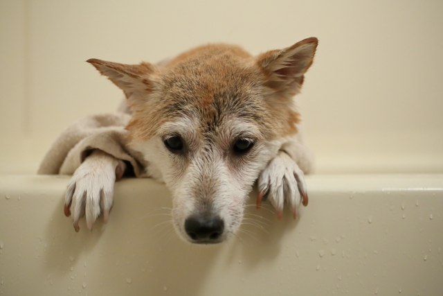 犬用シャンプーがない場合にできること