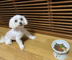 犬が食べてはいけないもの一覧！中毒などの危険性や食べてしまったときの対処法を解説