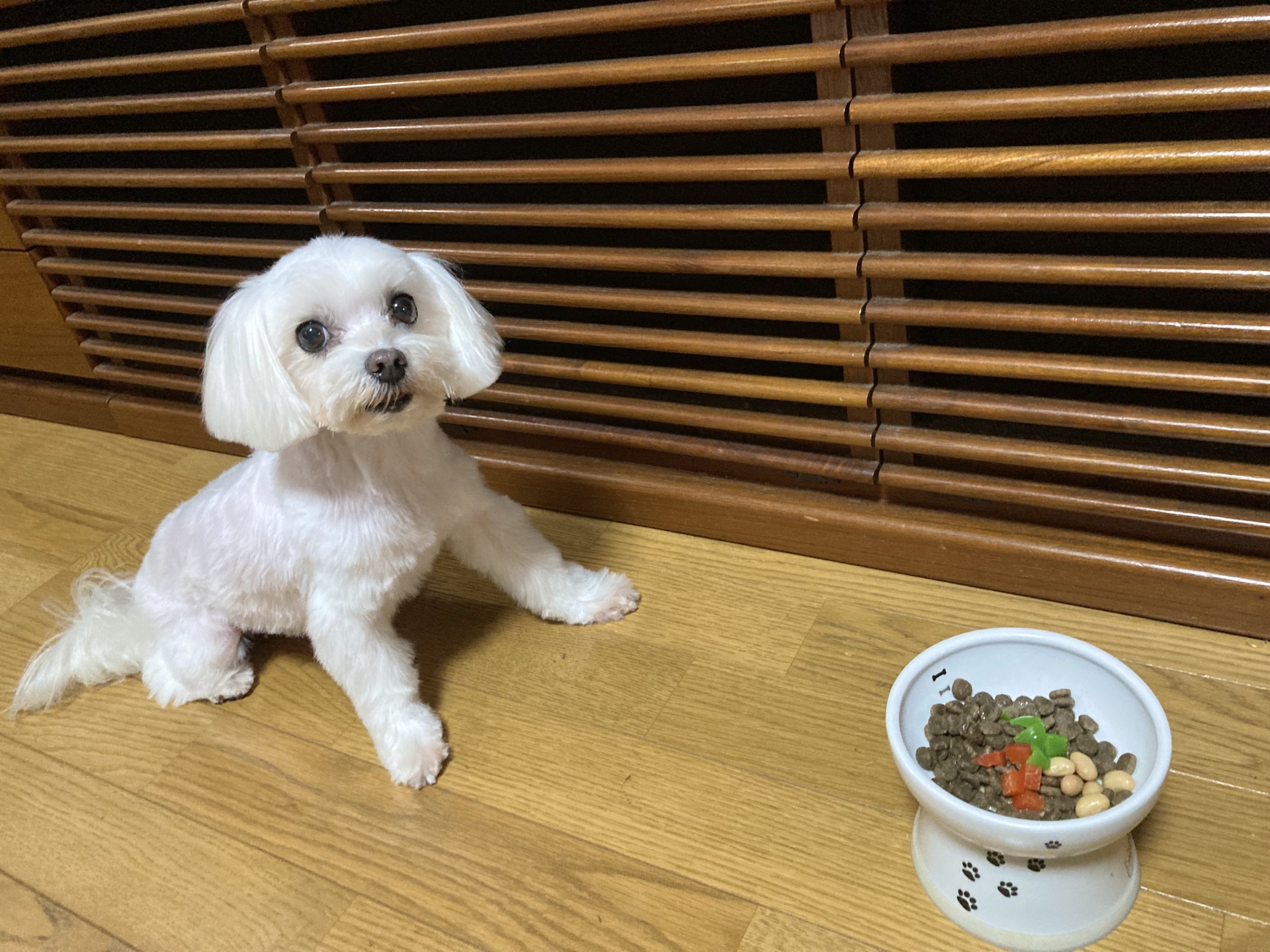 犬が食べてはいけないもの一覧！中毒などの危険性や食べてしまったときの対処法を解説