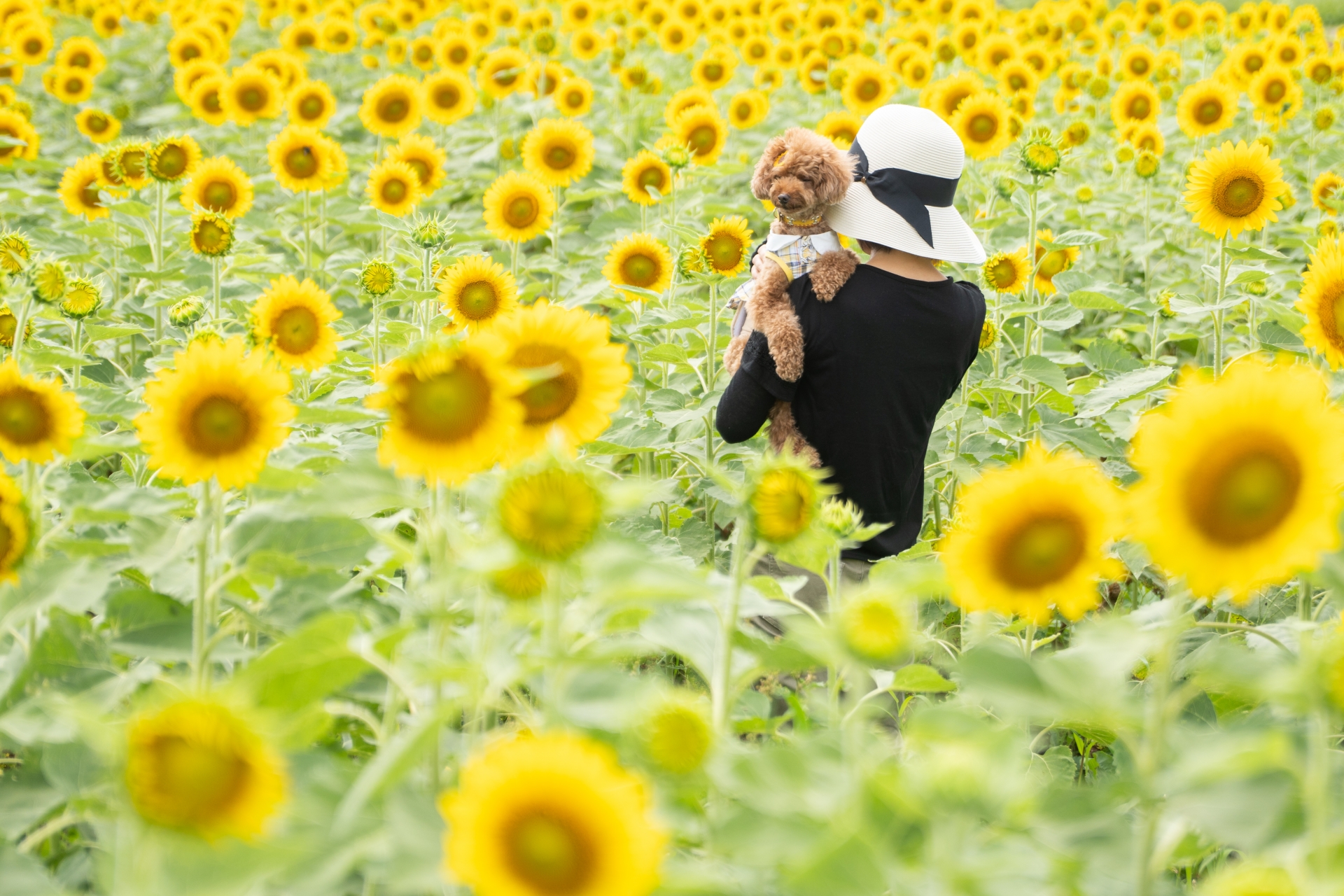 ペットの火葬に適した花の種類