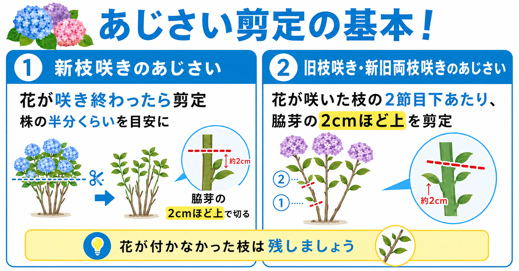 あじさい剪定の基本!適切なお手入れ方法とは?
