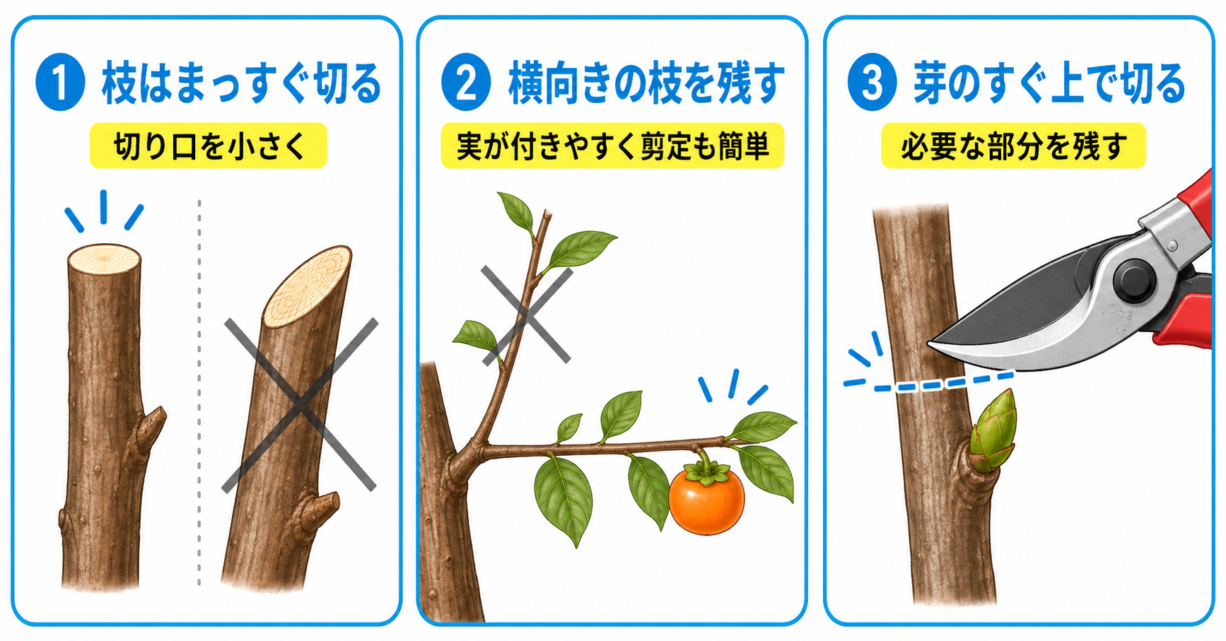 柿の木の剪定時のポイント