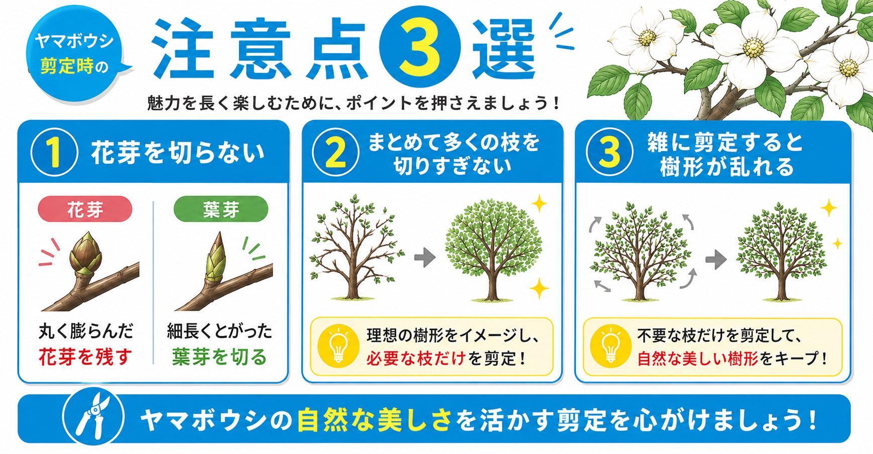 ヤマボウシ剪定時の注意点【お手入れのポイント3選】