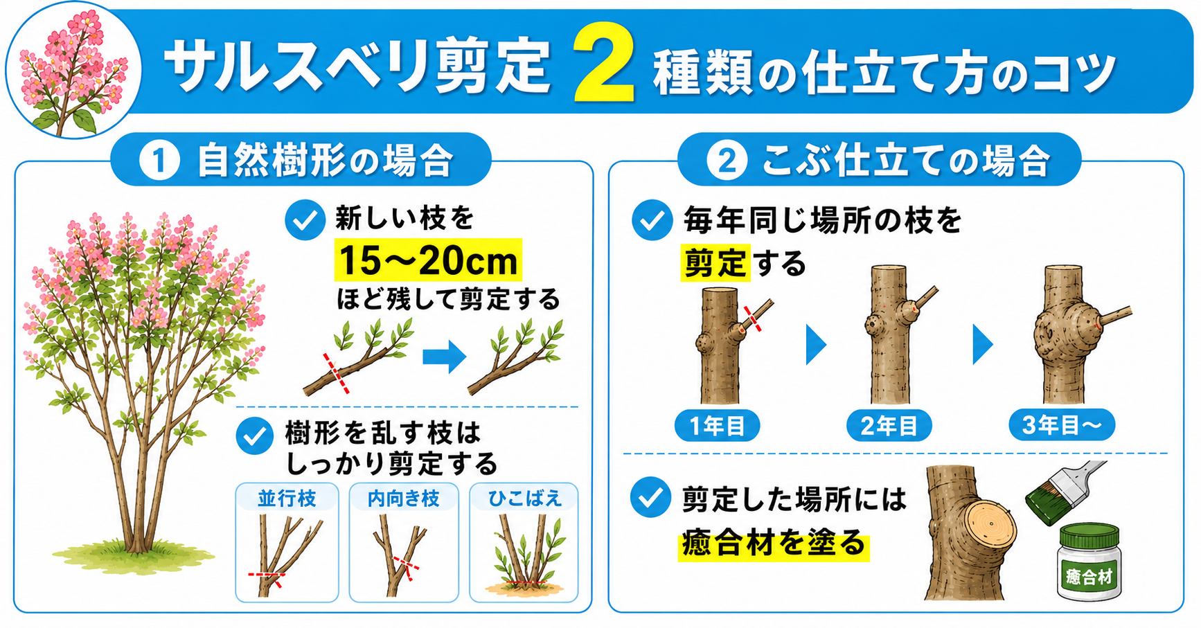 【サルスベリ剪定】2種類の仕立て方のコツ