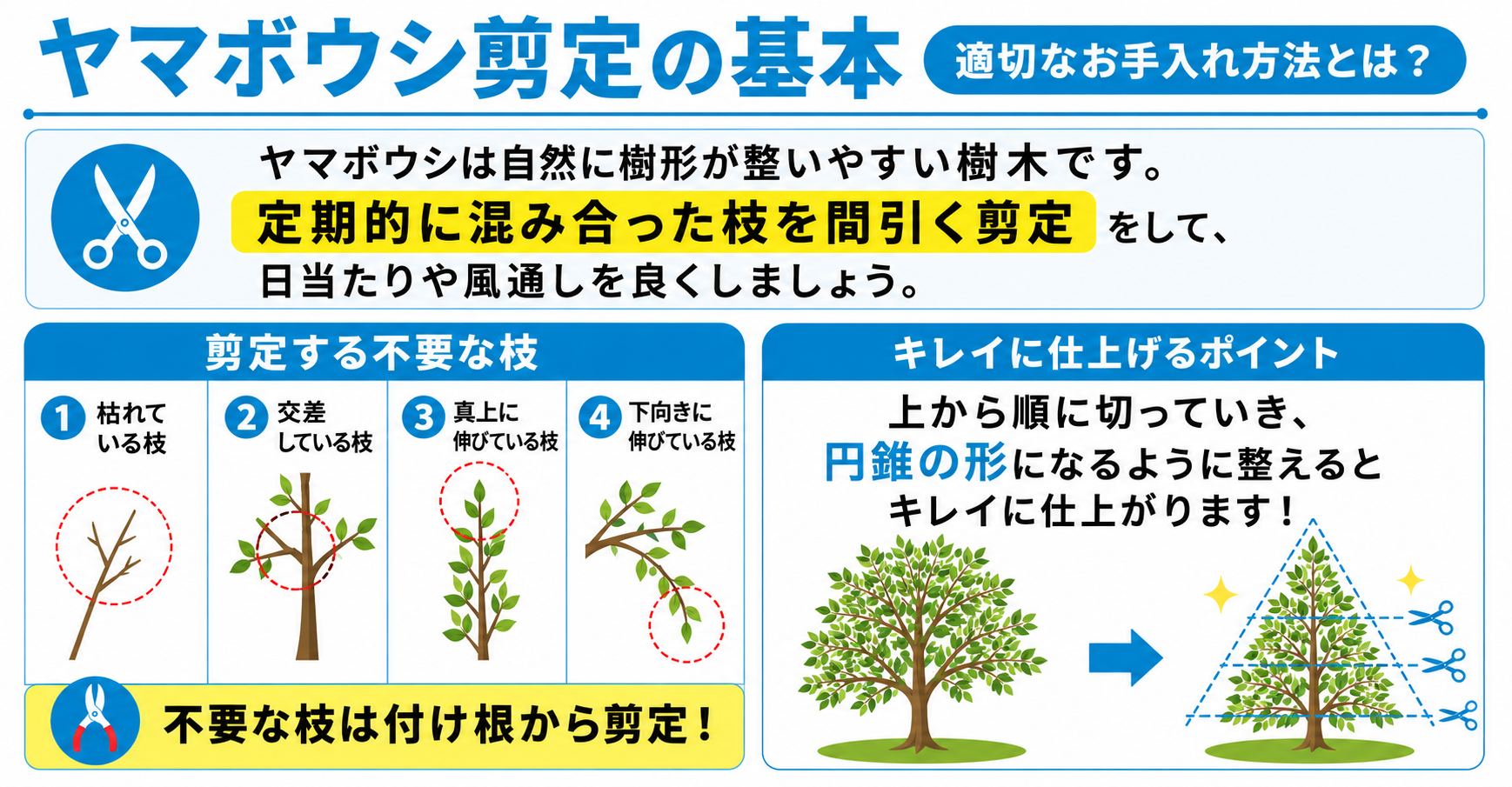 ヤマボウシ剪定の基本【適切なお手入れ方法とは？】