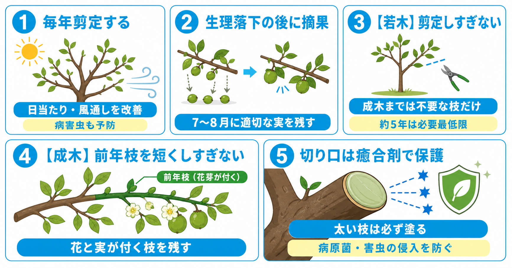 柿の木剪定を成功させるコツ