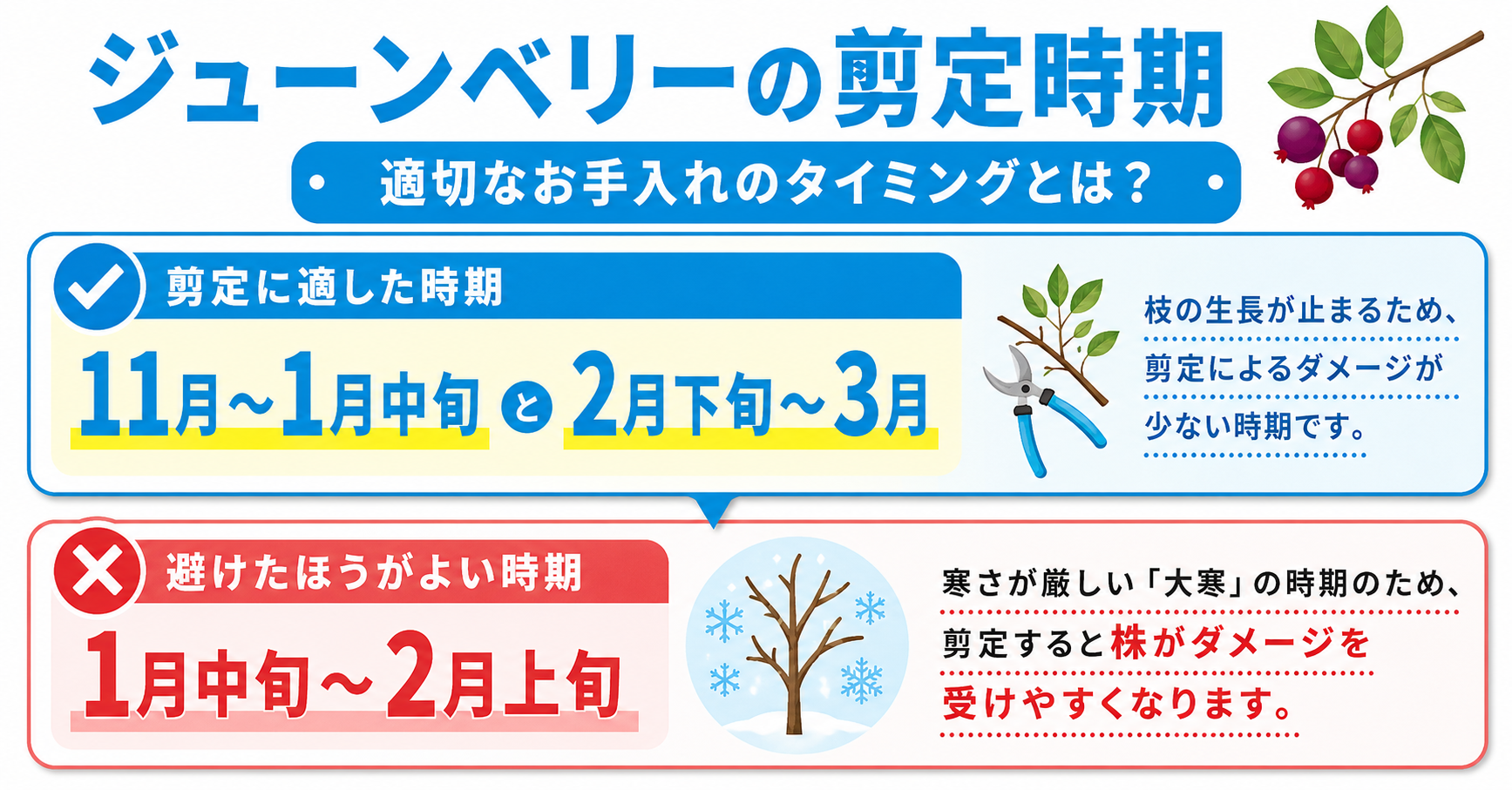ジューンベリーの剪定時期【適切なお手入れのタイミングとは？】