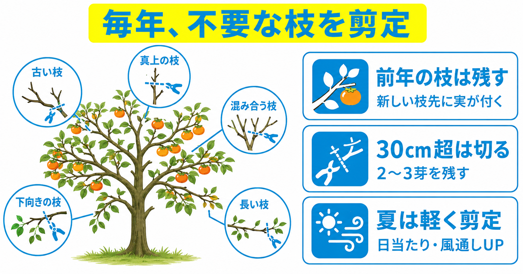 成木の段階での剪定