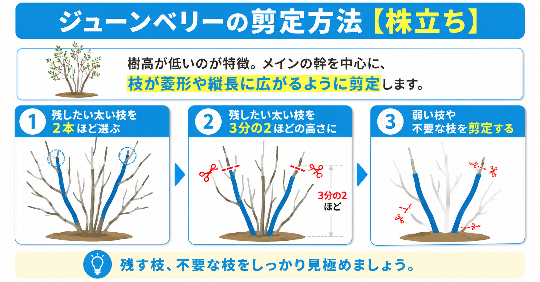 ジューンベリーの剪定方法【株立ち】