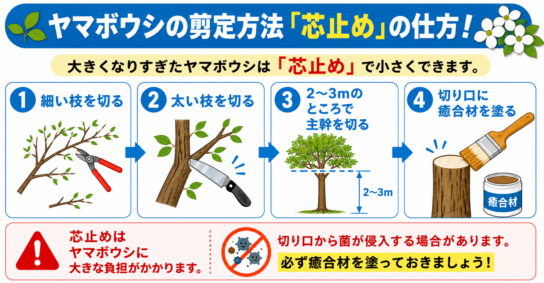 【ヤマボウシの剪定方法】小さくするための「芯止め」の仕方！