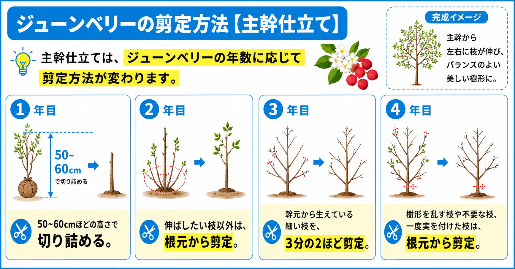 ジューンベリーの剪定方法【主幹仕立て】