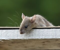 駆除に100万円かかるといわれたネズミ