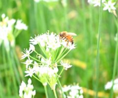 駆除費用が気になる、住み着いたミツバチ