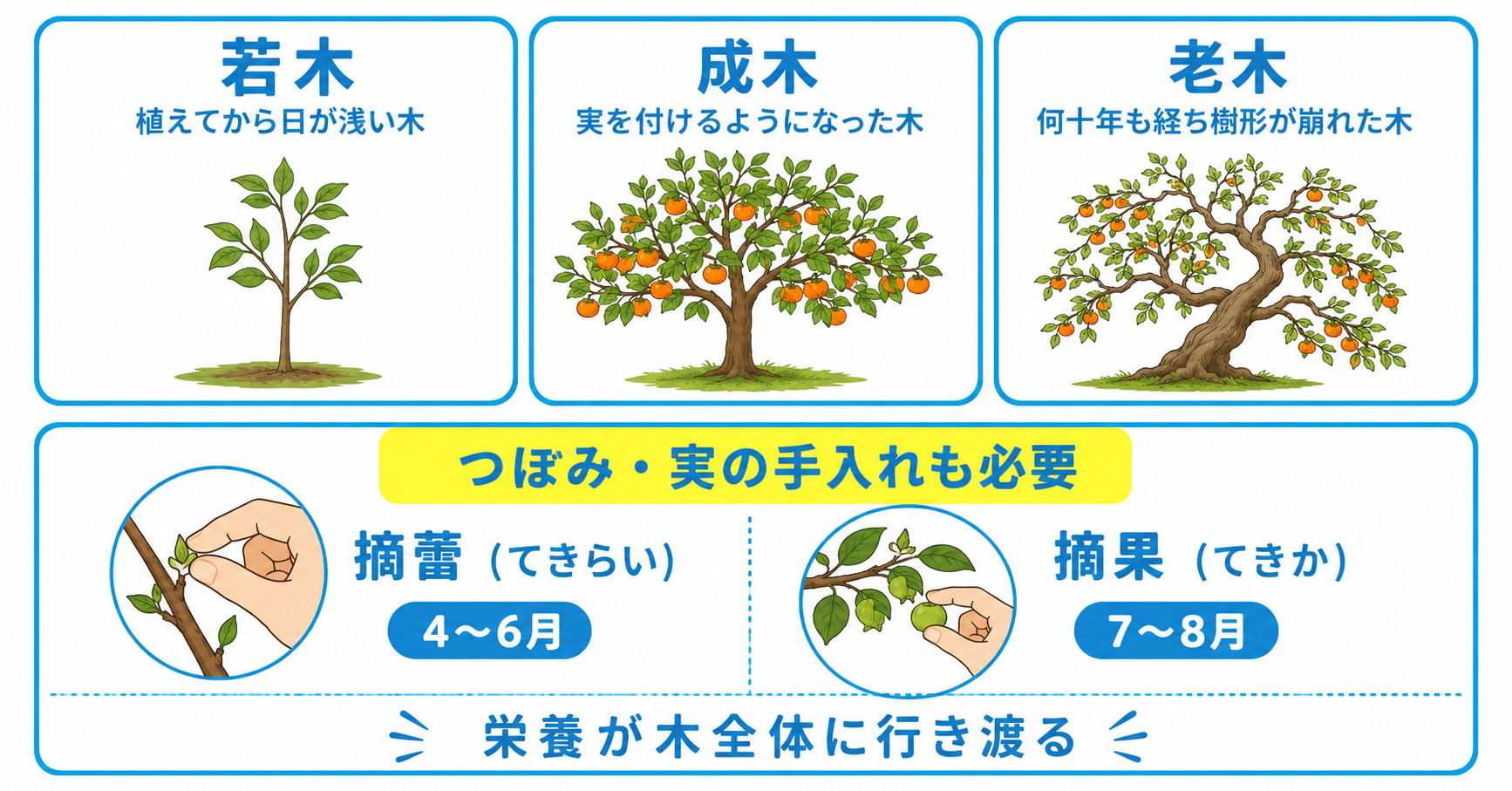 柿の木の剪定方法