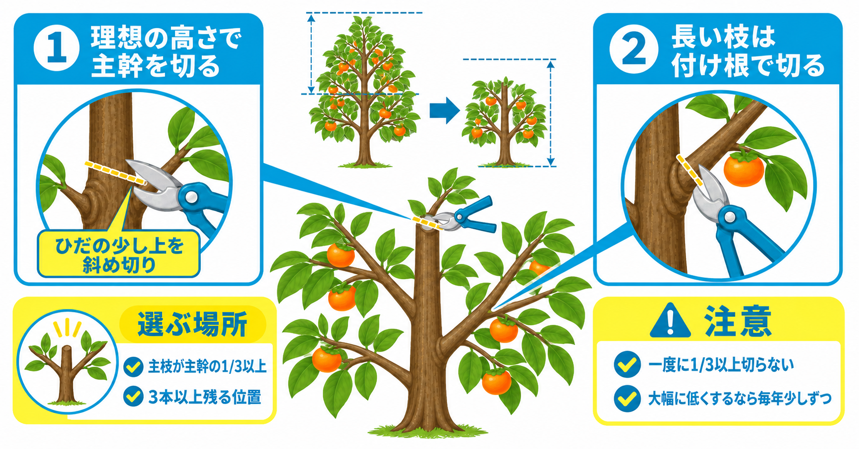 柿の木を小さくしたい場合の剪定方法