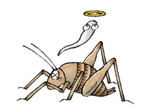 大量発生しているカマドウマが退治されている様子