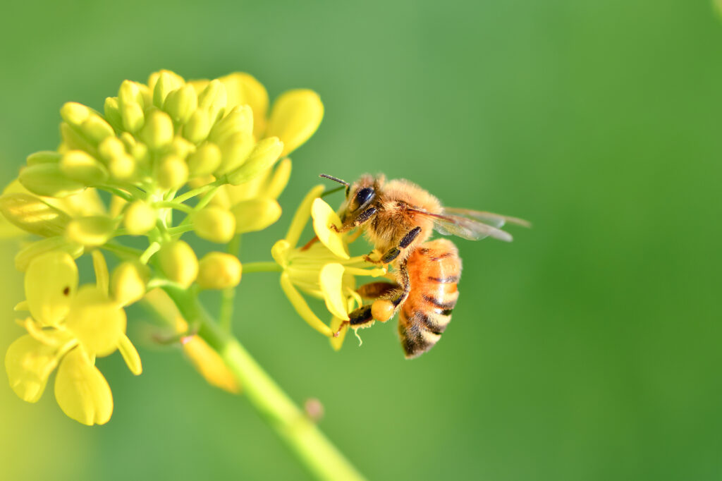 巣から飛んできたミツバチがお花と戯れている様子