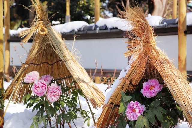 庭木の雪対策