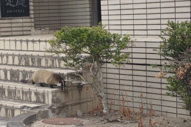 駆除費用がわかったハクビシン