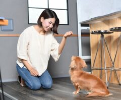 愛犬に「待て」をしつける方法をご紹介！成功のための手順を詳しく解説