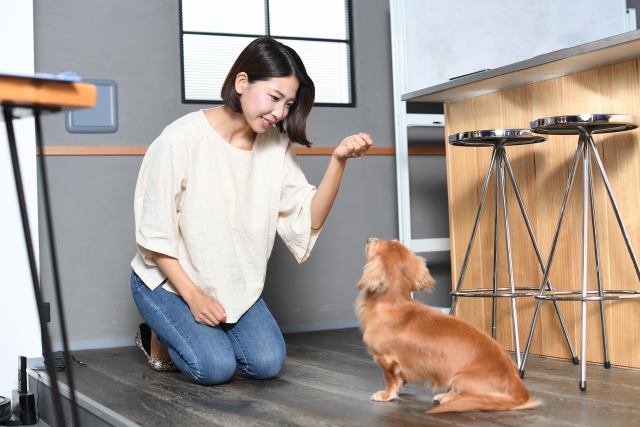 愛犬に「待て」をしつける方法をご紹介！成功のための手順を詳しく解説