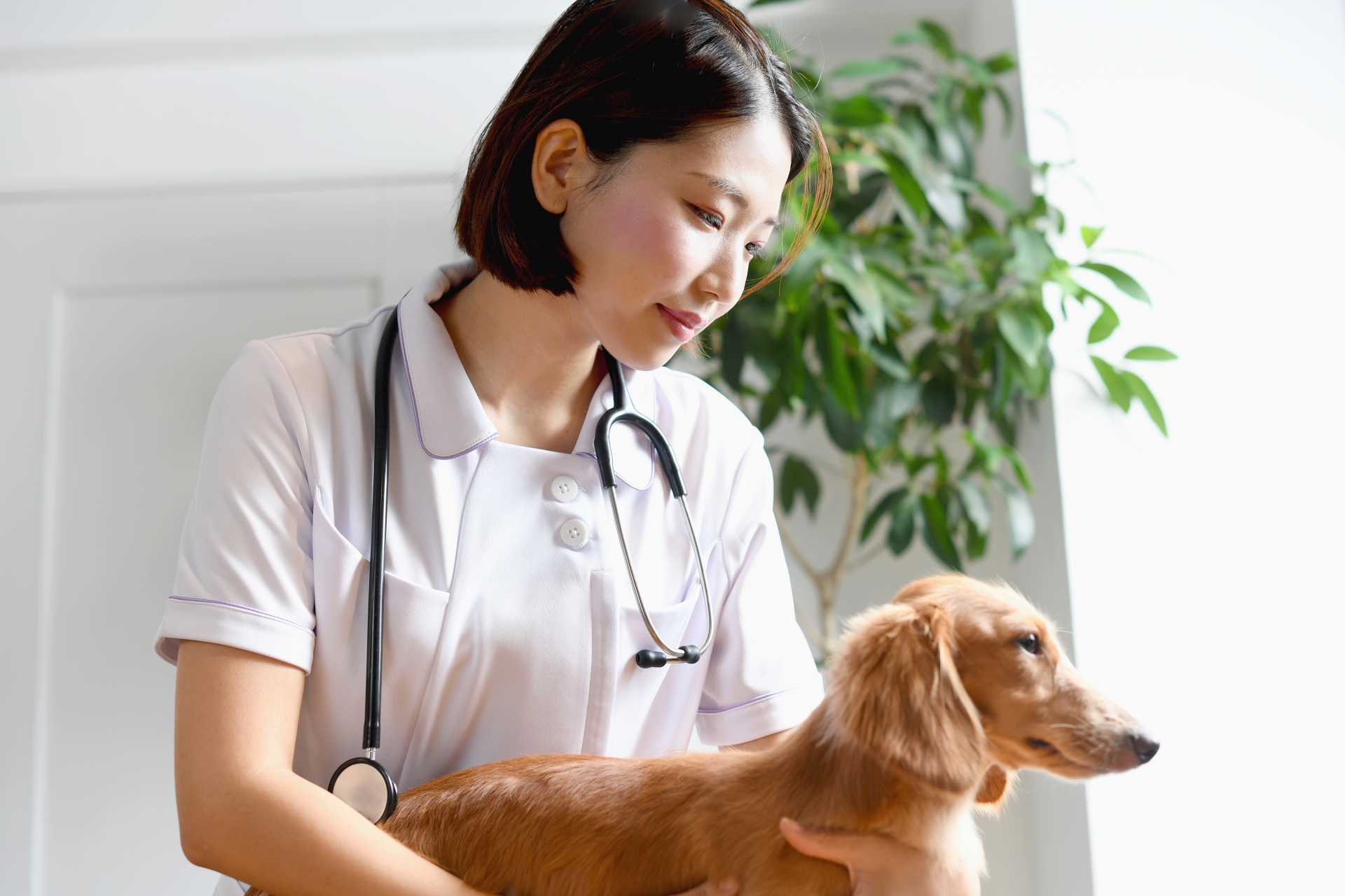 犬が誤ってネギを食べてしまったときの緊急対応