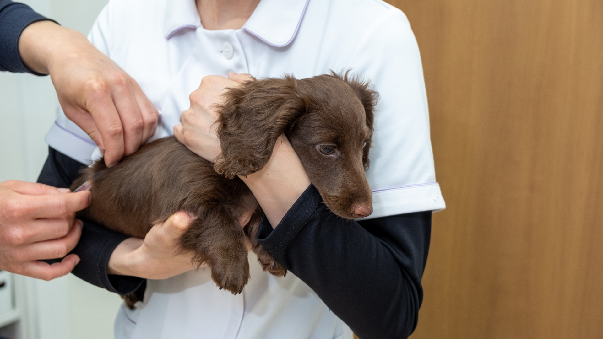 犬のぶどう中毒の症状