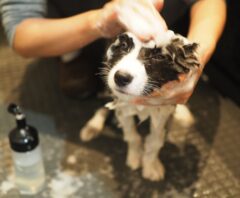 犬のシャンプーの上手なやり方をご紹介！覚えたいコツや注意点も解説