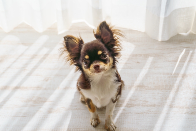 犬の「おすわり」のしつけは生後3ヵ月からが目安